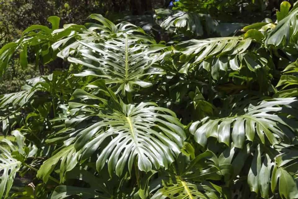 A large Philodendron on the article How to Propogate Philodendrons in Water