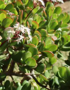 A jade plant