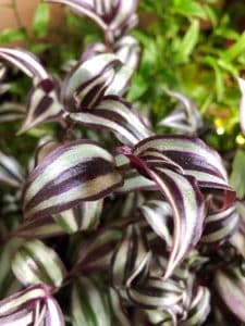 A wandering jew plant