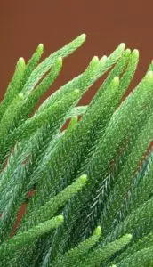 A norfolk pine