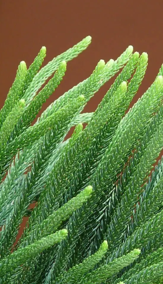 How To Fix Your Norfolk Pine Problems Tips, Tricks & More