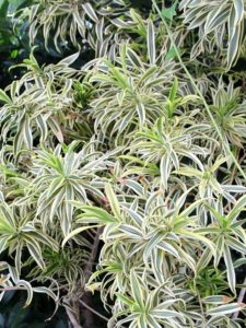 Spider plants