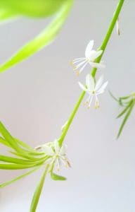 A spider plant