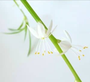 A spider plant