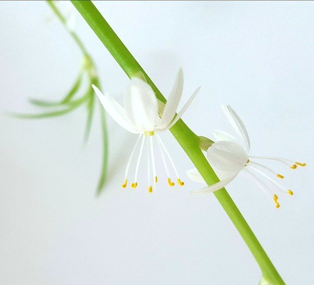 what-is-the-best-pot-for-a-spider-plant-repotting-tips