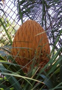 A sago palm