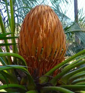 A close up of a sago palm