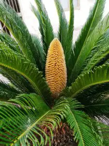A sago palm