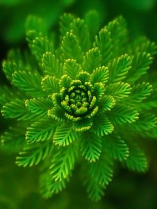 A close up of a fern