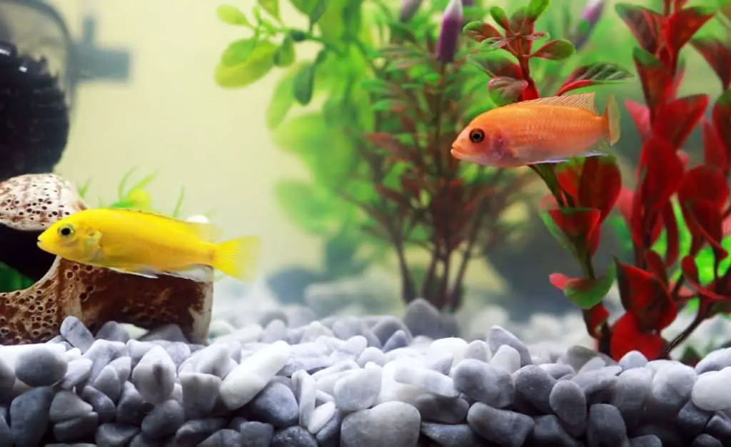 Plants in an aquarium on the article Best 10 House Plants for Aquaponics