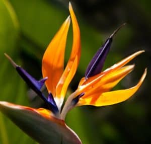 A orange birds of paradise plant