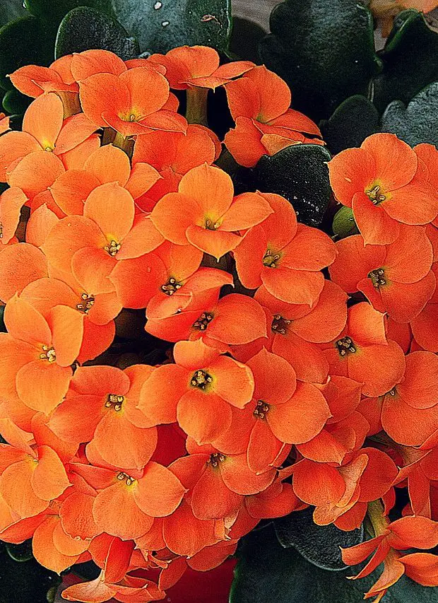 How to Fix Your Kalanchoe Diseases A Complete Guide