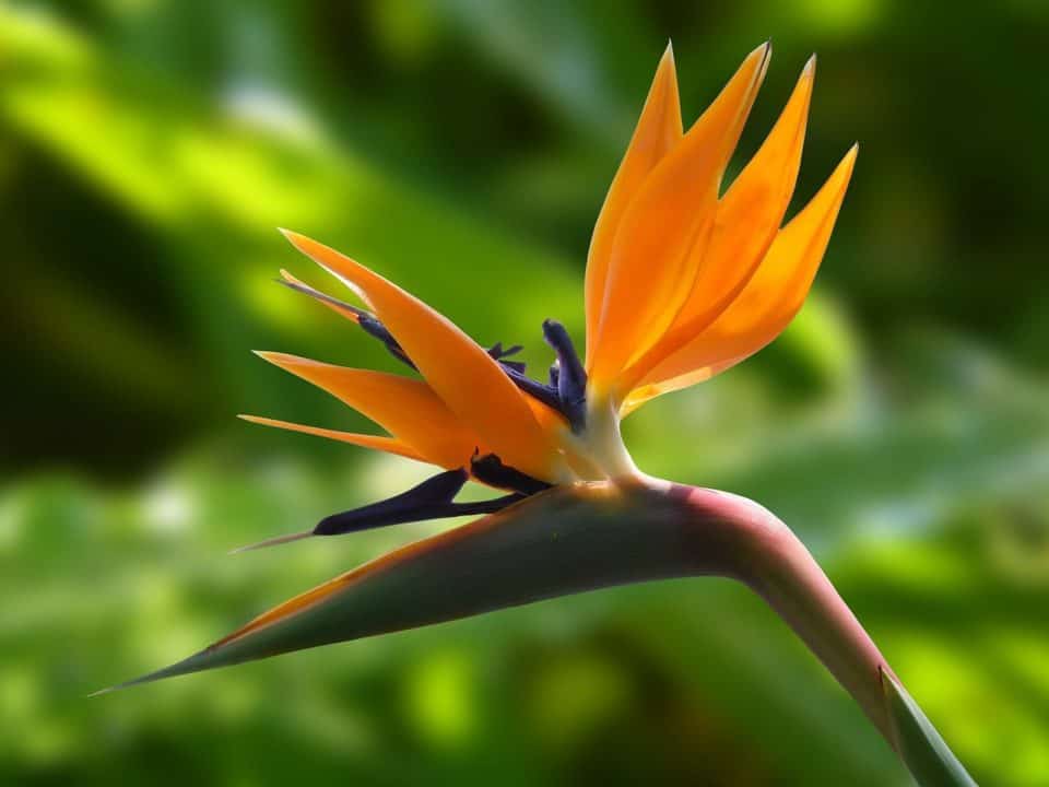 A birds of paradise plant on the article Why are my Birds of Paradise Plant Leaves Curling