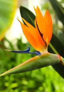 A orange birds of paradise plant