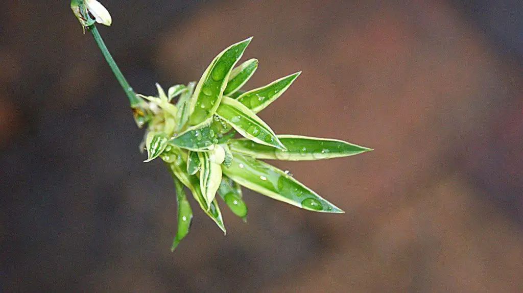 A spider plant on the article How To Save Spider Plant from Root Rot