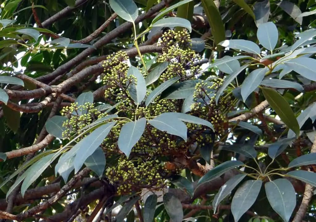 A schefflera plant on the article How to Fix your Schefflera Plant Problems