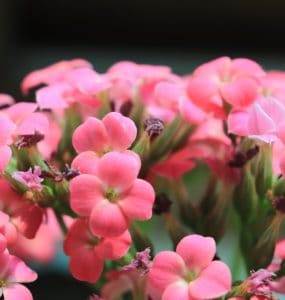 Lots of pink flowers