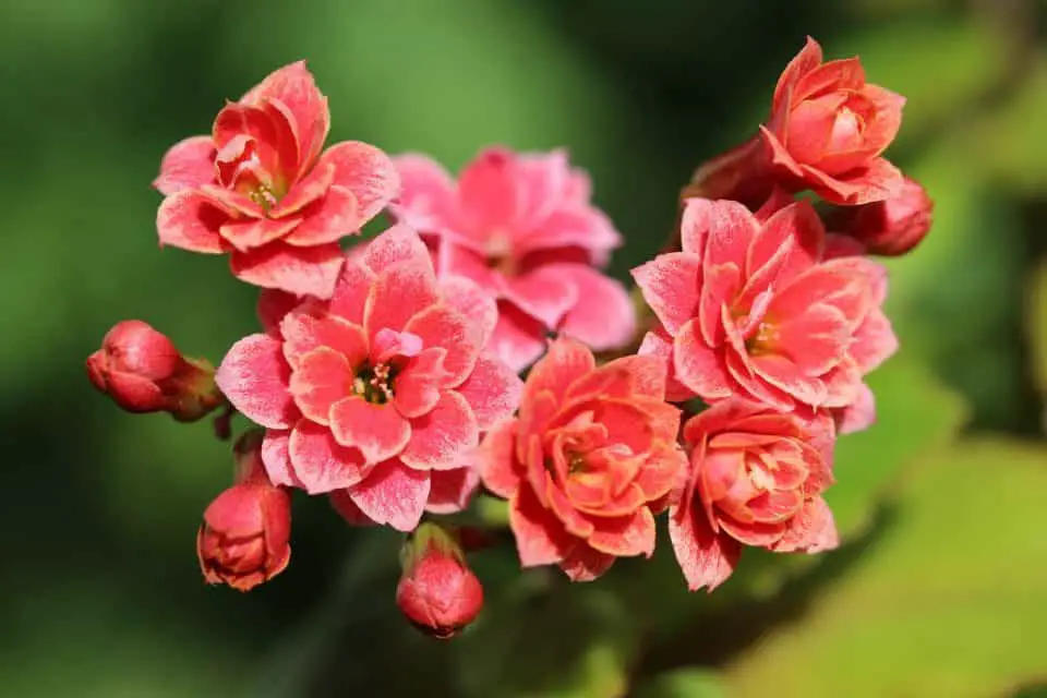 A kalanchoe on the article How to Fix Your Kalanchoe Diseases