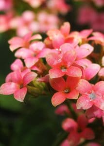 A kalanchoe