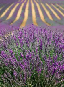 A field of lavender on the article Best 10 House Plants for Aquaponics