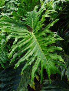 A philodendron selloum