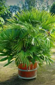 A palm on the article How to Fix your Kentia Palm Problems