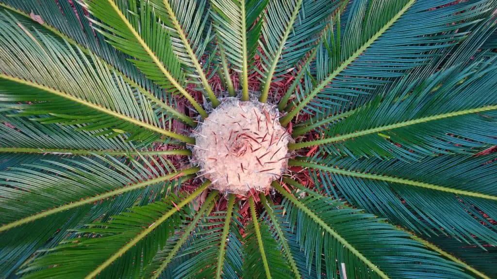 A sago palm on the article How to Fix your Sago Palm Problems