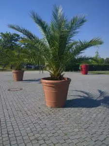 Large green palm outside
