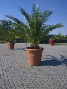 Large green palm outside