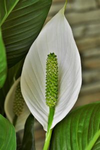 A peace lily