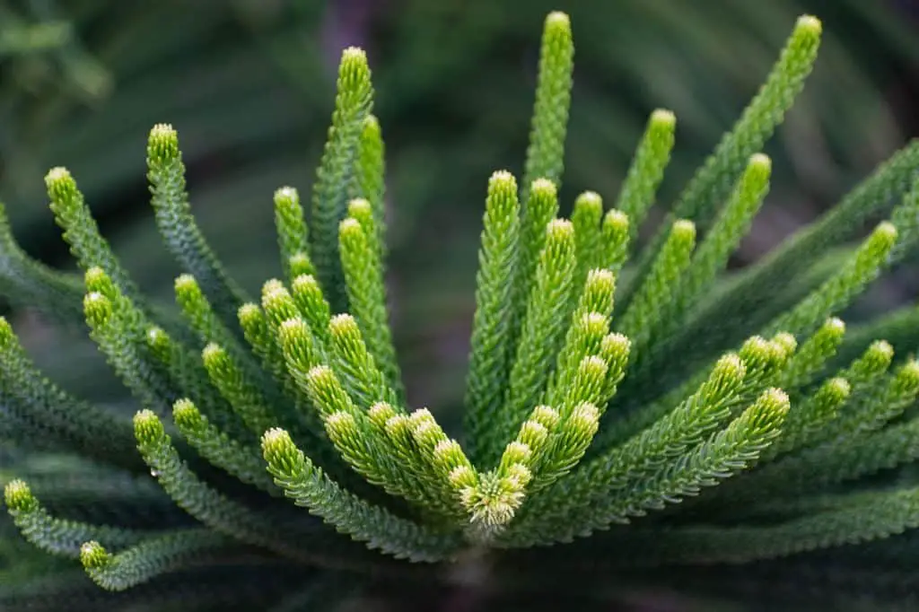 A norfolk pine on the article How To Fix Your Norfolk Pine Problems