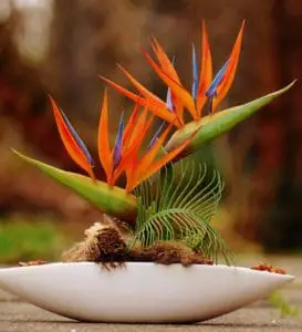 A birds of paradise plant