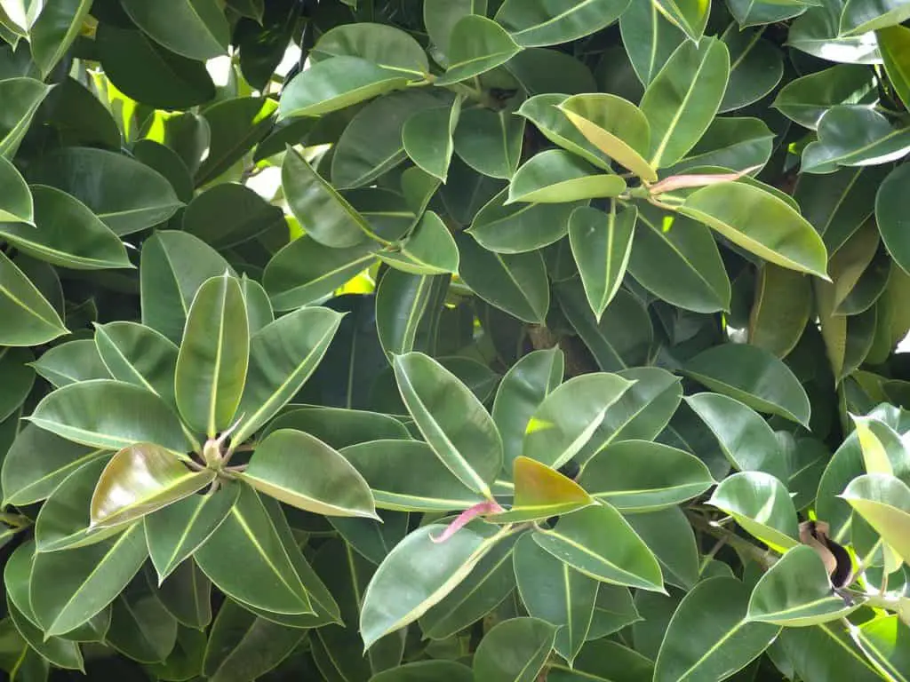 A rubber plant on the article What are the Varieties of Rubber Plants?