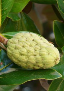 A rubber leaf plant