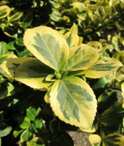 A schefflera plant