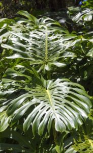 A philodendron selloum