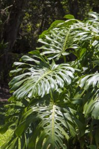 A philodendron selloum