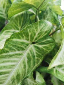 A arrowhead plant