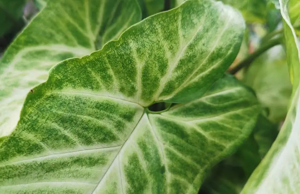 A arrowhead plant on the article How to fix your arrowhead plant problems