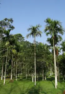 An areca palm