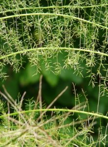 A asparagus fern