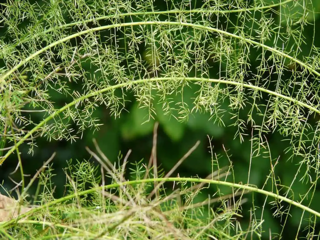 A asparagus fern on the article How to Grow Asparagus Ferns from Tubers