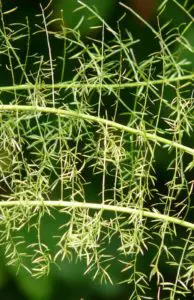 A asparagus fern