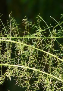 A asparagus fern