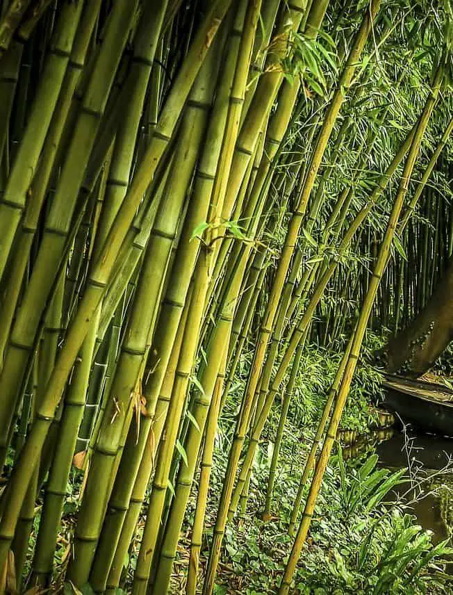 Why is my Outdoor Bamboo Dying & How to Fix it