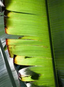 A banana plant leaf