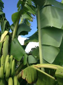 A banana tree