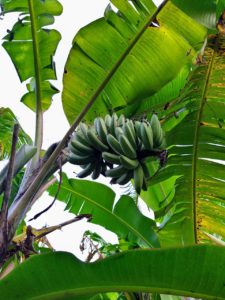 A banana tree