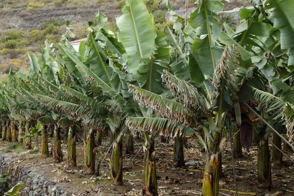 A banana tree on the article Why Are My Banana Plant Leaves Turning Yellow
