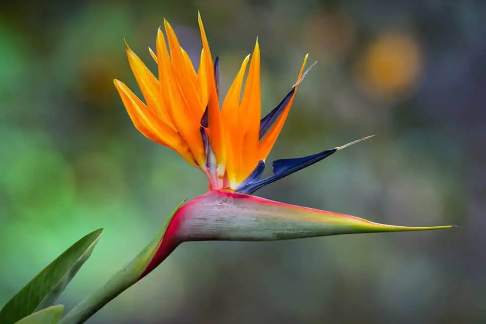 A bird of paradise plant on the article Why are your Bird of Paradise Leaves Drooping